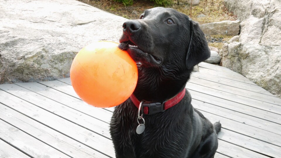 Sara the labrador, version 2.0. This is the top image of the article. Sara the labrador, version 2.0. This is the top image of the article.