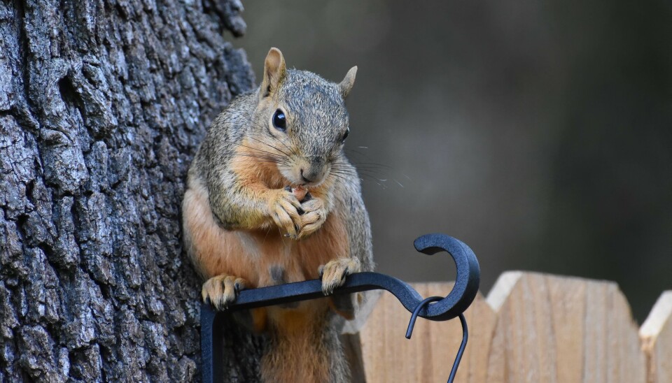 ekorn, squirrel ekorn, squirrel
